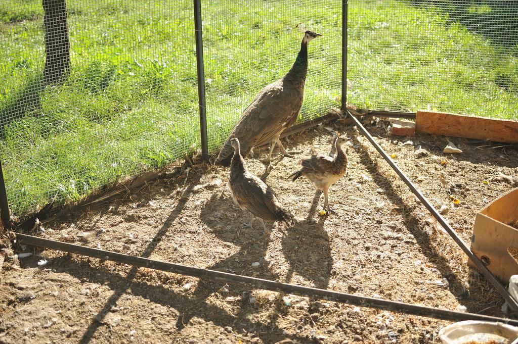 Agriturismo Spigolo Avesa Dış mekan fotoğraf