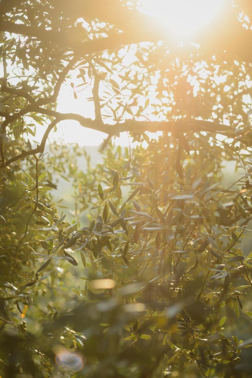 Agriturismo Spigolo Avesa Dış mekan fotoğraf