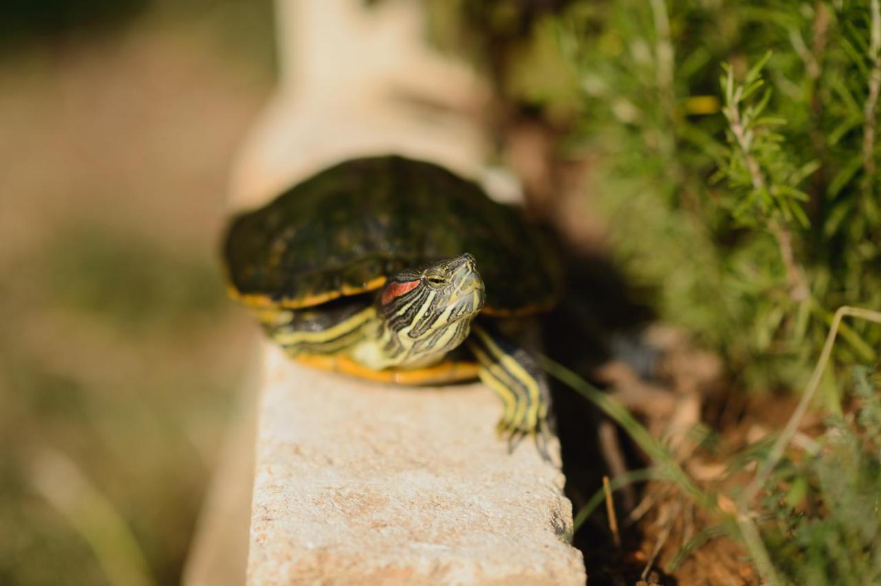 Agriturismo Spigolo Avesa Dış mekan fotoğraf